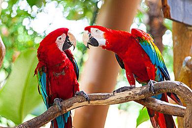 《微软飞行模拟》空客A300＆苏-27Flanker新截图